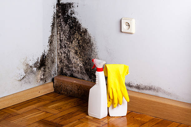 Best Affordable Mold Removal  in , KS