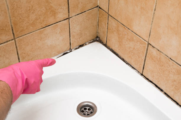 Best Local Mold Removal Service  in , KS